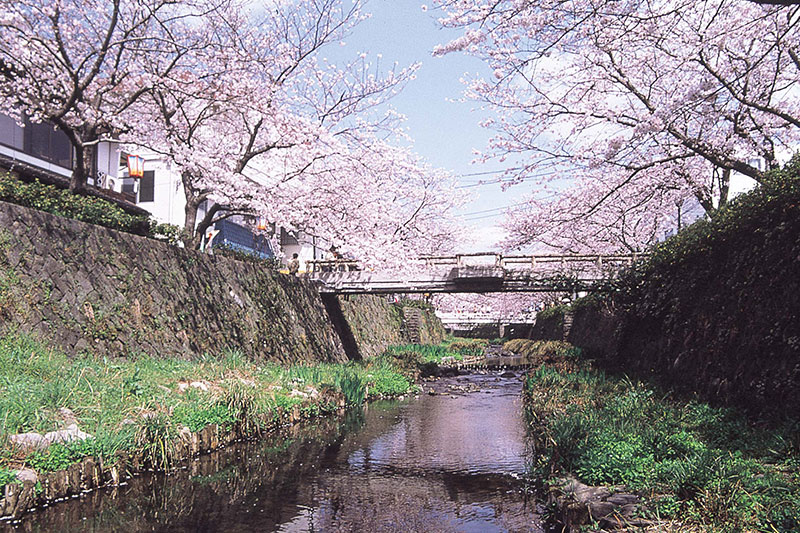 一の坂川 桜のライトアップ※
