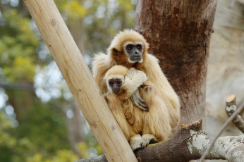 ときわ動物園のご紹介　