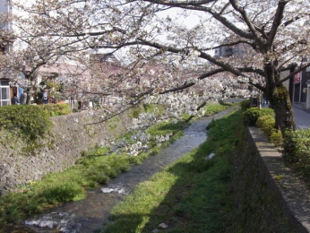 気がつけば春（毎年のこと）