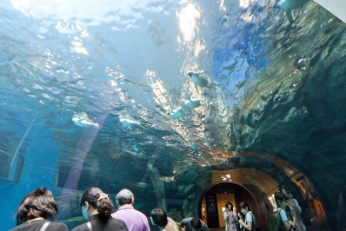 夏休みは山口で楽しもう＜松田屋スタッフのおススメ特集～動物園水族館編＞