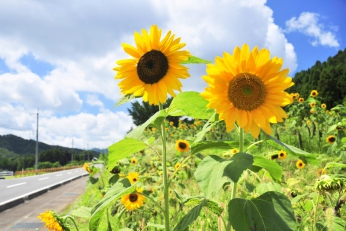 初夏の花だより～あじさい・しょうぶ・ひまわり