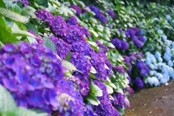 初夏の花だより～あじさい・しょうぶ・ひまわり