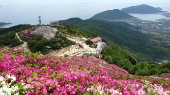 大平山　つつじまつり