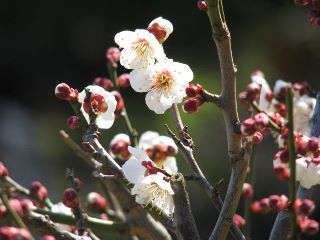 梅祭りが始まります