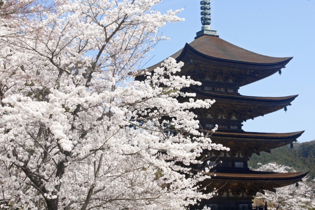 山口湯田温泉周辺の『桜の名所』ご紹介