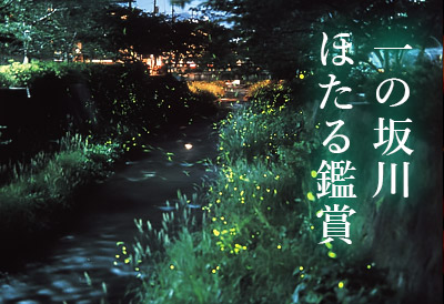 一の坂川ほたる観賞