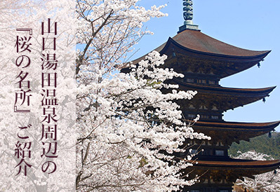 山口湯田温泉周辺の『桜の名所』ご紹介