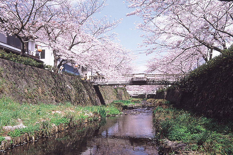 一の坂川 桜