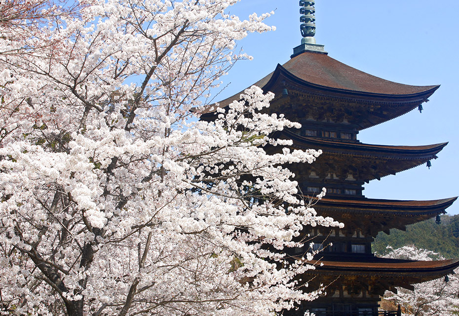 山口湯田温泉周辺の桜の名所ご紹介